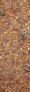Rooibos Vanille Bio im Korkenglas